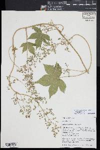 Humulus japonicus image