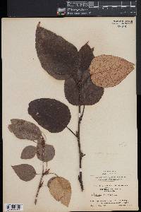 Populus balsamifera image