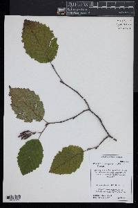 Alnus incana subsp. rugosa image