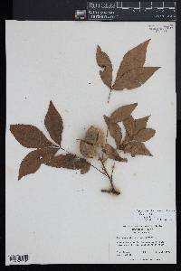 Carya myristiciformis image