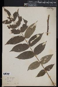 Juglans cinerea image