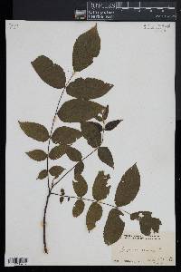 Juglans cinerea image