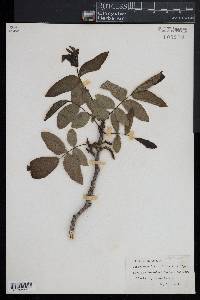 Pterocarya fraxinifolia image