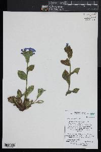 Pulmonaria officinalis image