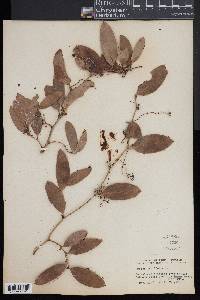 Smilax laurifolia image