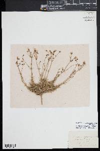Image of Mononeuria caroliniana