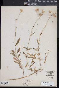 Silene latifolia image