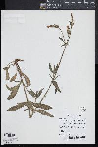 Silene vulgaris image