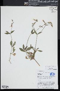 Silene latifolia image