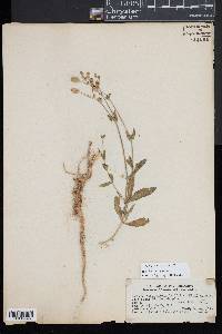 Silene latifolia image