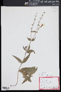 Silene latifolia image