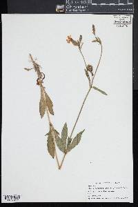 Silene latifolia image