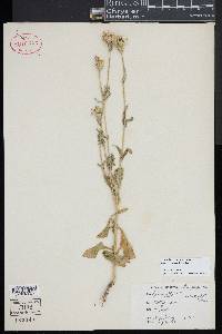 Silene latifolia image