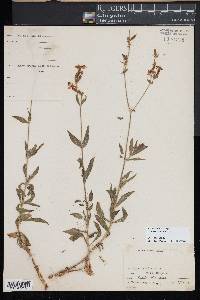 Silene latifolia image