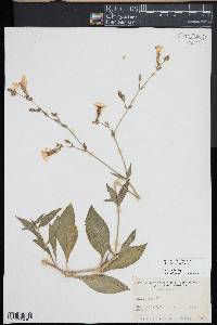 Silene latifolia image