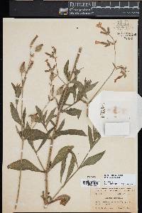 Silene latifolia image