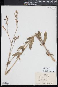 Silene latifolia image