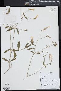 Silene latifolia image