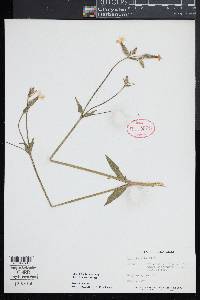 Silene latifolia image