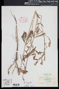 Silene latifolia image