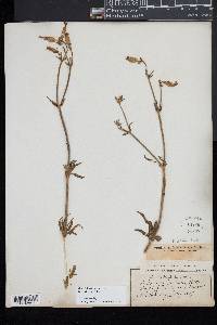 Silene latifolia image