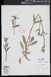 Silene latifolia image