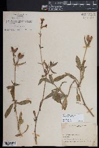 Silene latifolia image