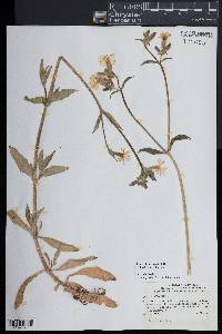 Silene latifolia image