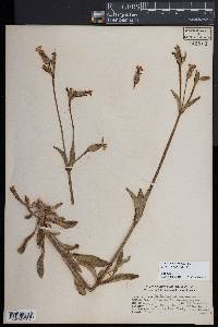 Silene latifolia image