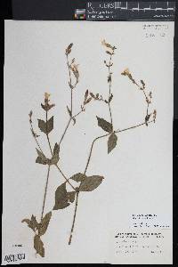 Silene latifolia image