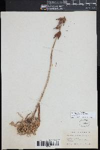 Appendicula reflexa image