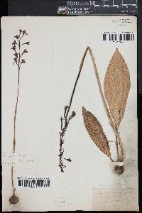 Arethusa bulbosa image