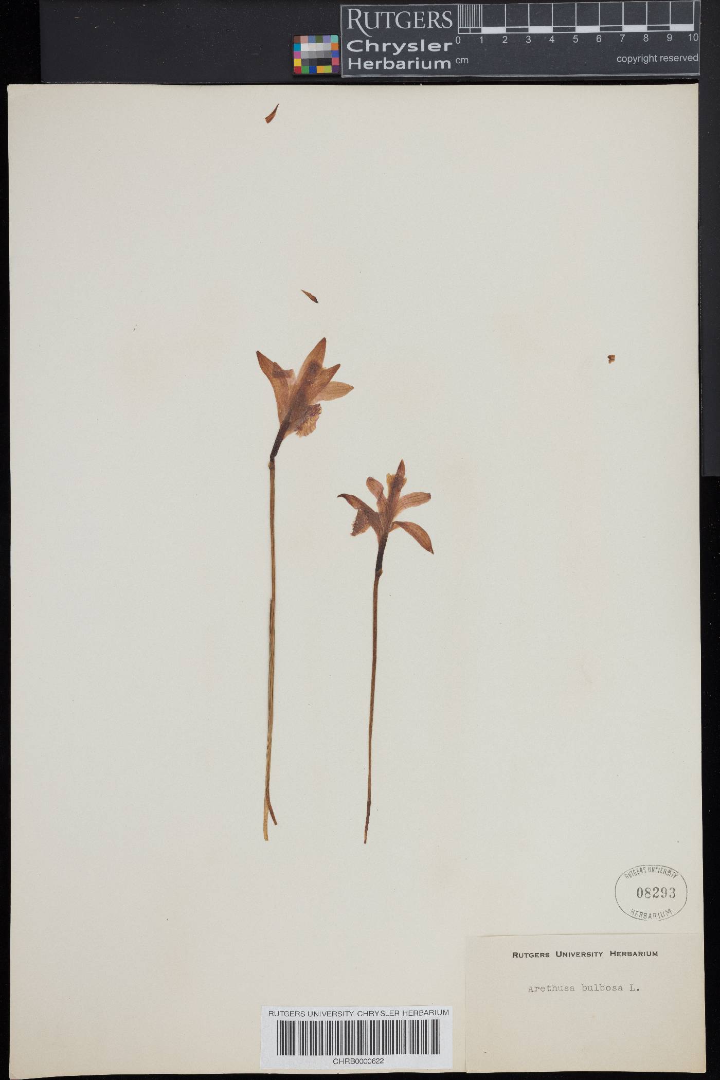 Bletia florida image