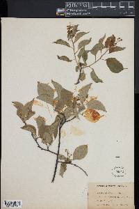 Celastrus scandens image