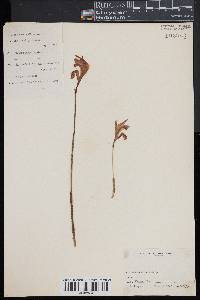 Arethusa bulbosa image