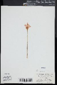 Arethusa bulbosa image