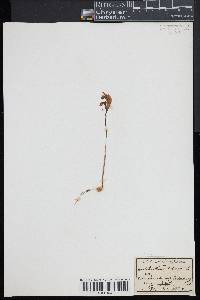 Arethusa bulbosa image