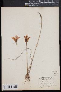 Arethusa bulbosa image