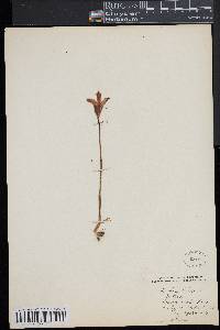 Arethusa bulbosa image