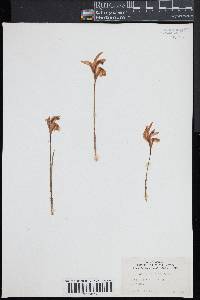 Arethusa bulbosa image