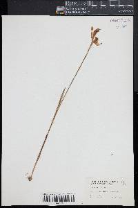 Arethusa bulbosa image