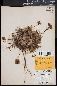 Papaver radicatum image