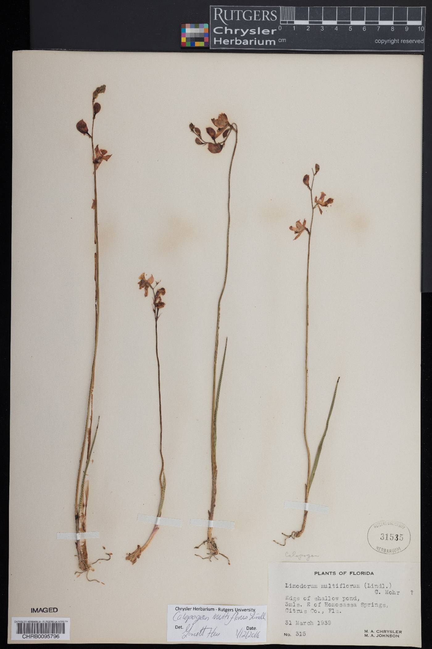 Calopogon multiflorus image