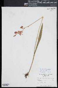 Calopogon tuberosus image