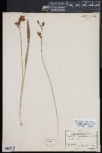 Calopogon tuberosus image