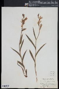 Cephalanthera rubra image