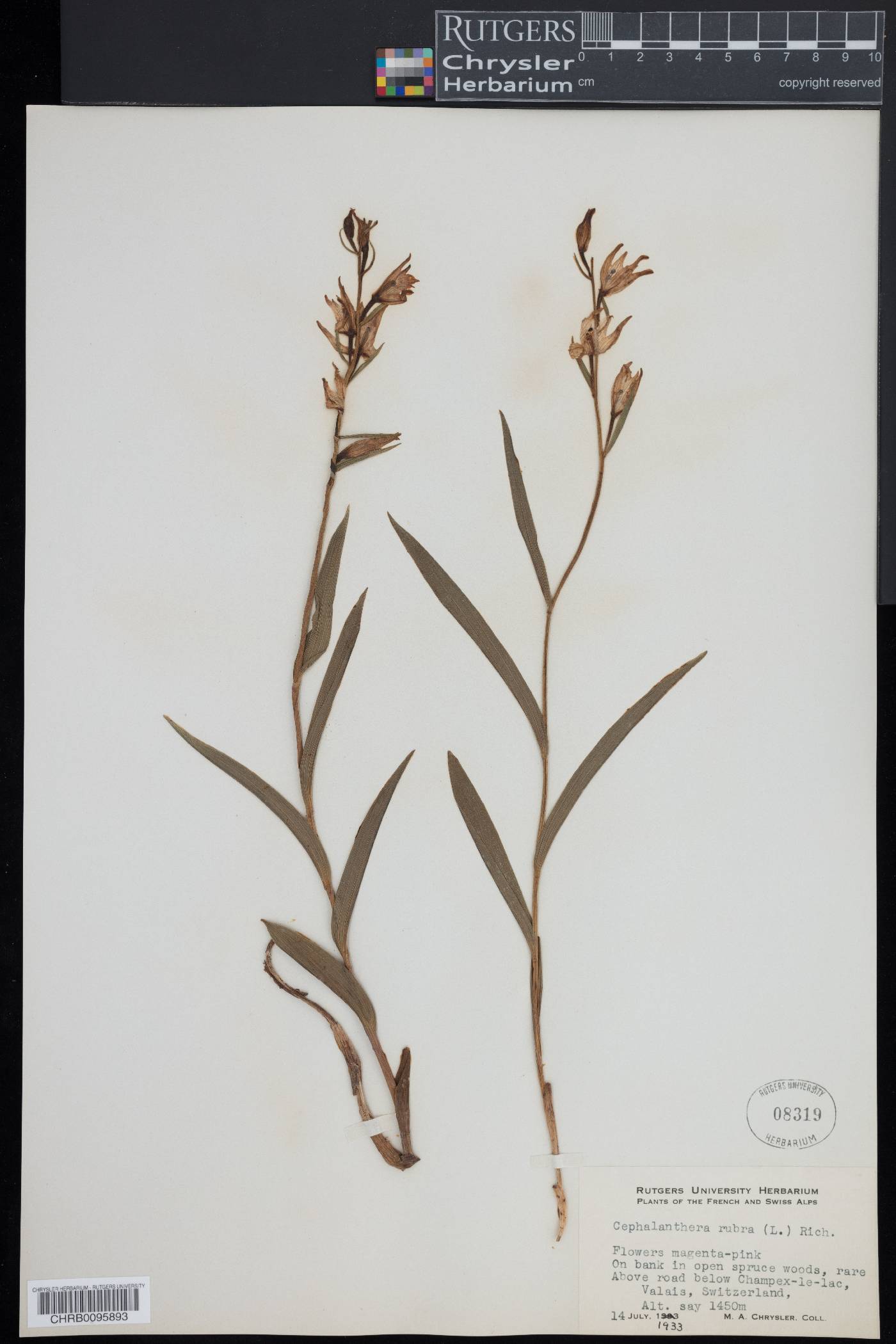 Cephalanthera rubra image
