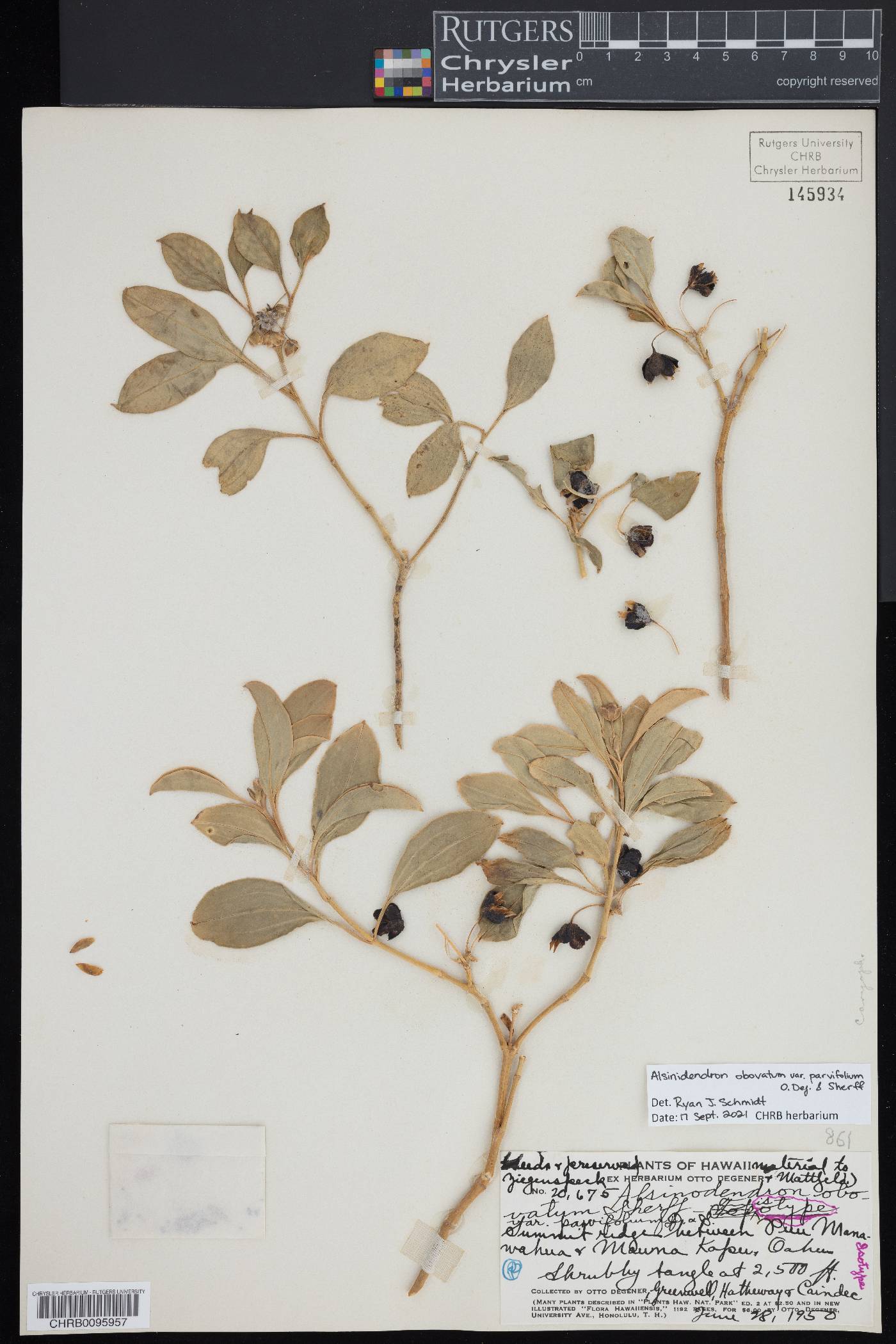 Alsinidendron obovatum var. parvifolium image