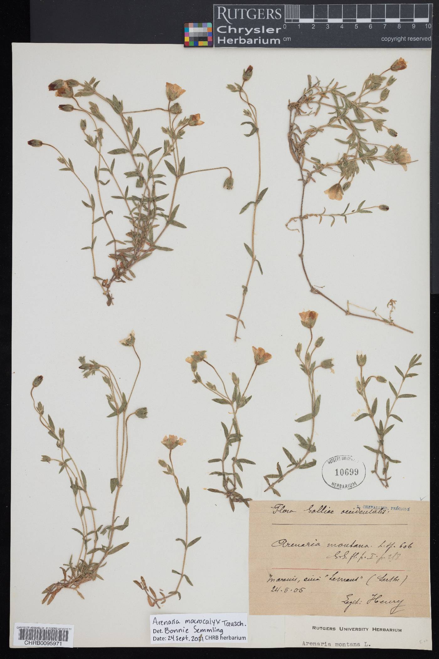 Arenaria macrocalyx image