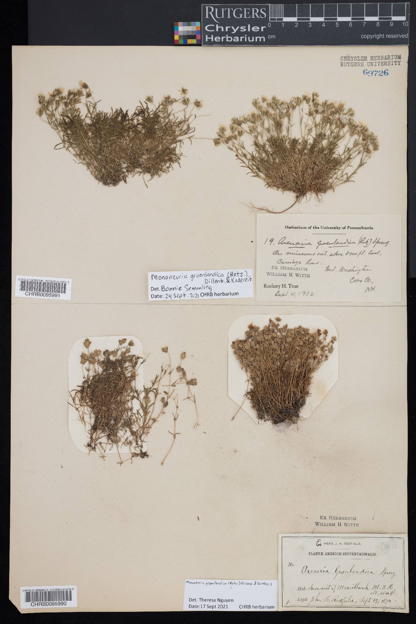 Mononeuria groenlandica image